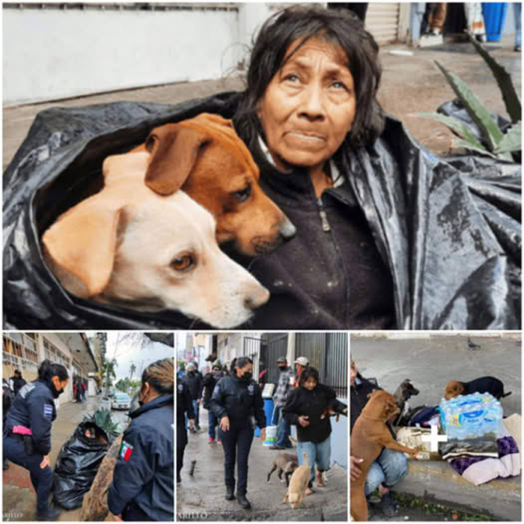 A homeless man turns down shelter assistance to stay with his four faithful dogs, showing his deep devotion and unconditional love. -dtht
