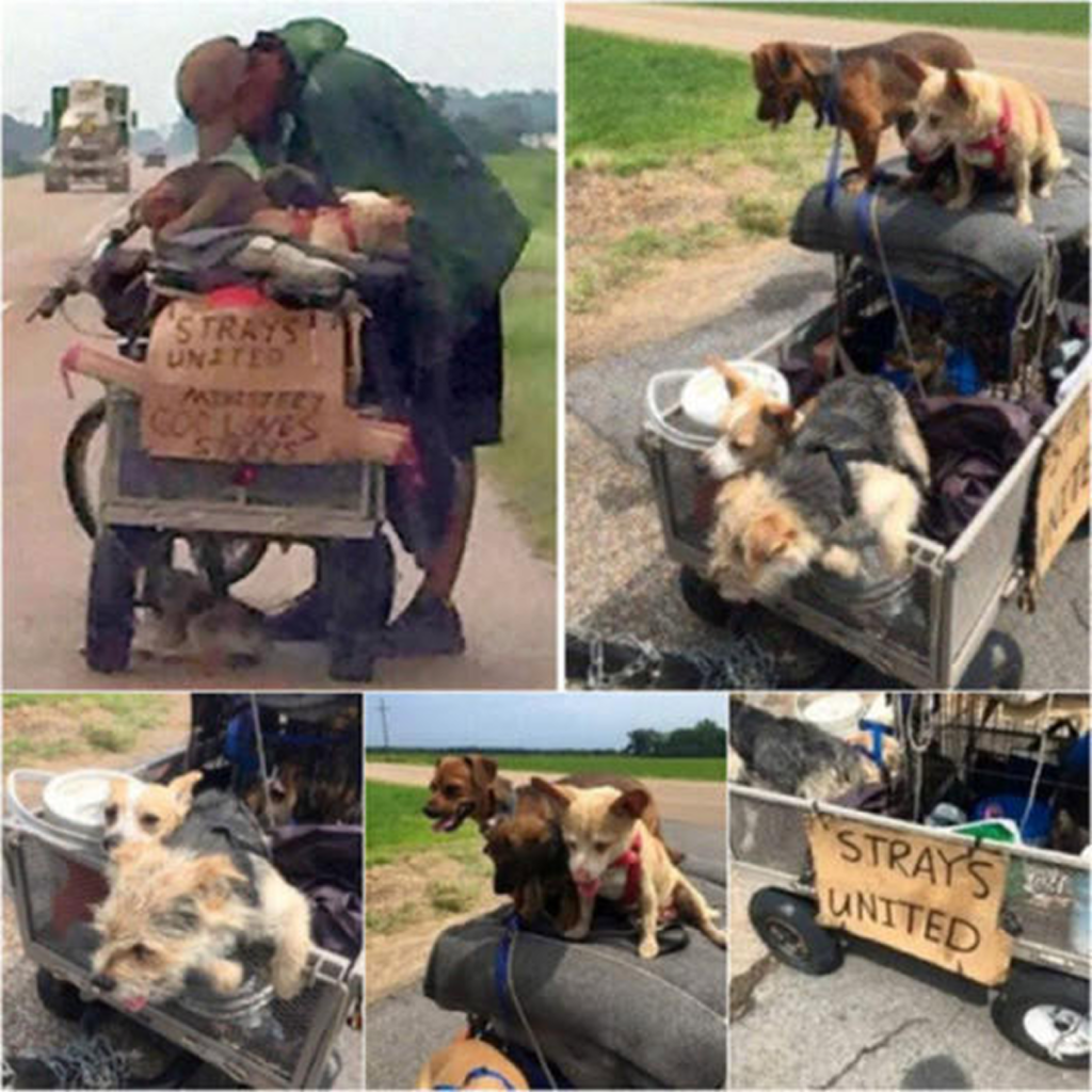 A homeless man's journey transforms as he becomes a beacon of hope for stray dogs, turning his hardships into a heartfelt mission to save the neglecte. -dtht