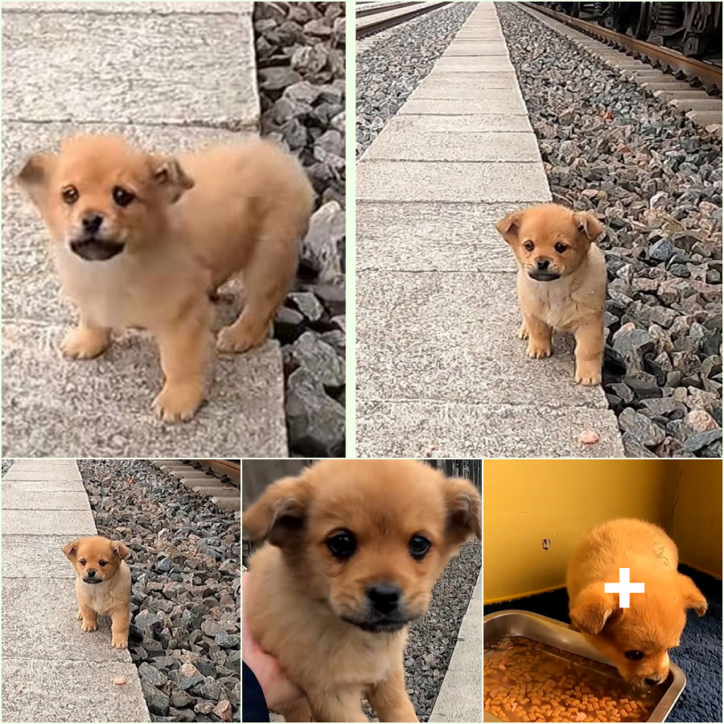 A hungry stray puppy wanders along the train tracks, sniffing for scattered grains—its tiny frame trembling with desperation and hope for a meal-pvth
