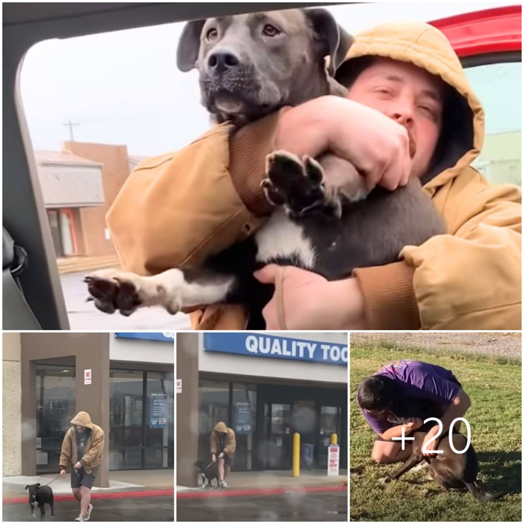 A husband spots an abandoned pit bull darting across a parking lot and immediately rushes to rescue her without hesitation-pvth
