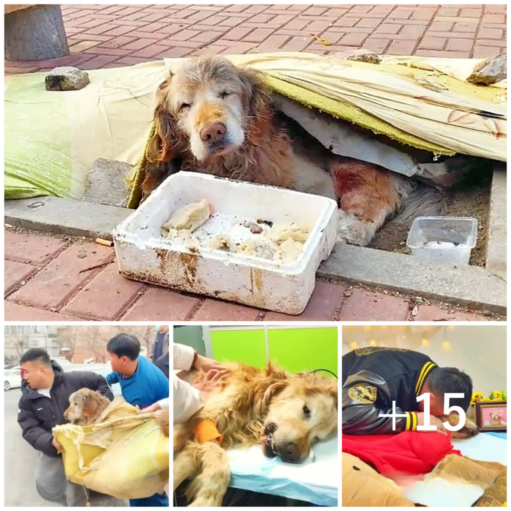 A kind-hearted man rescues an abandoned senior dog, offering warmth and hope—even as the miracle they both long for still lingers just out of reach-pvth