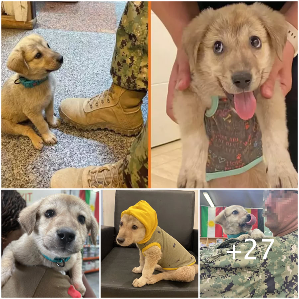 A lost puppy stumbles into a soldier’s camp and unknowingly steps into the arms of the hero who would change his life forever-pvth