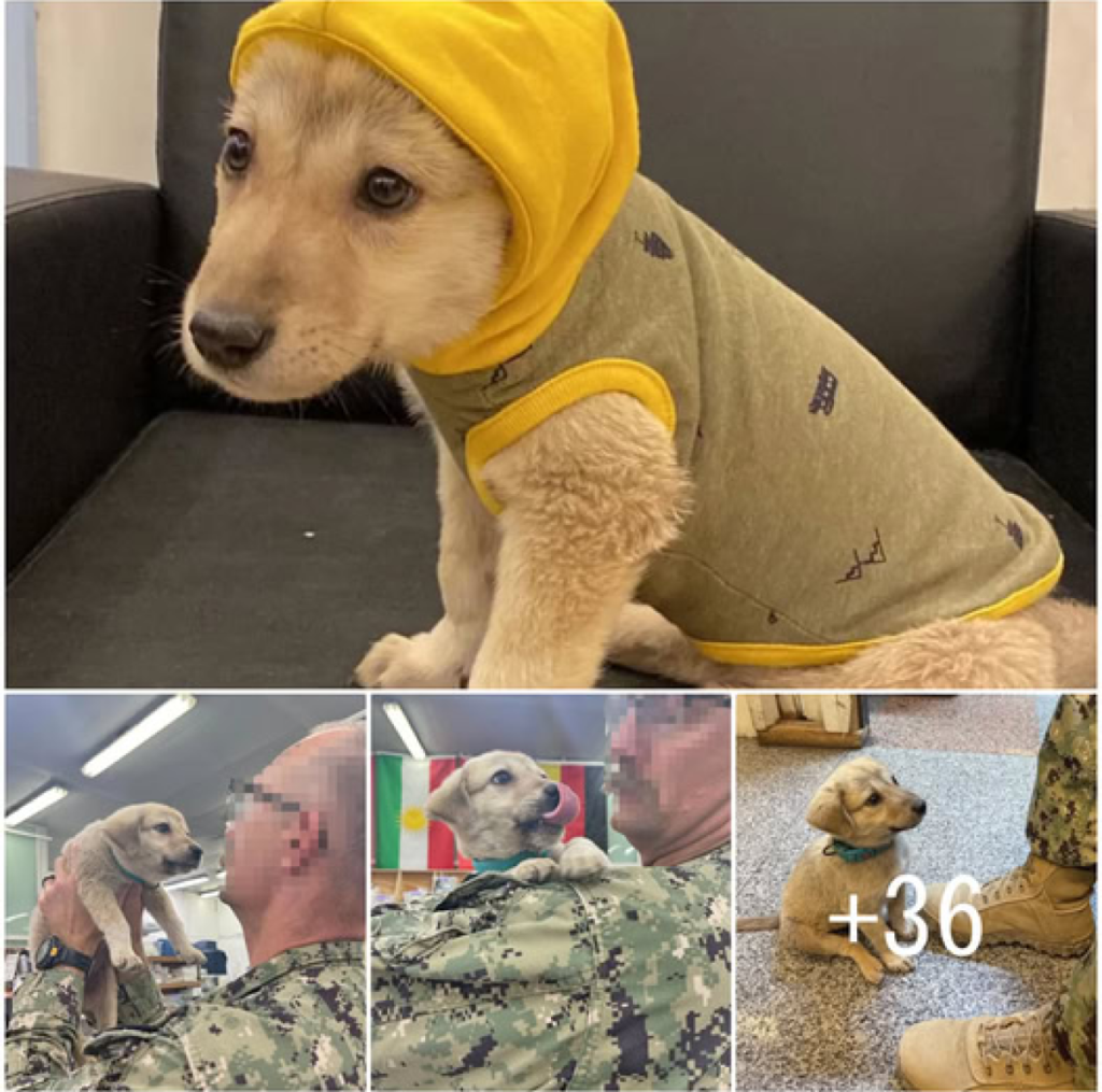 A lost puppy wanders into a military base, unknowingly finding a soldier who would become his forever hero and protector -ltbl