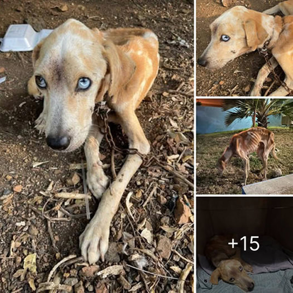 A loyal dog compassionately brings food to her chained, starving companion, refusing to let him suffer alone-pvth