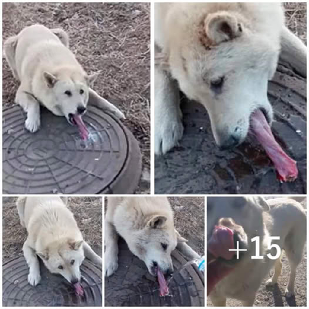 A man discovers a helpless dog with its tongue frozen and stuck to a sewer, showing compassion and saving a life in desperate circumstances. ‎dvh
