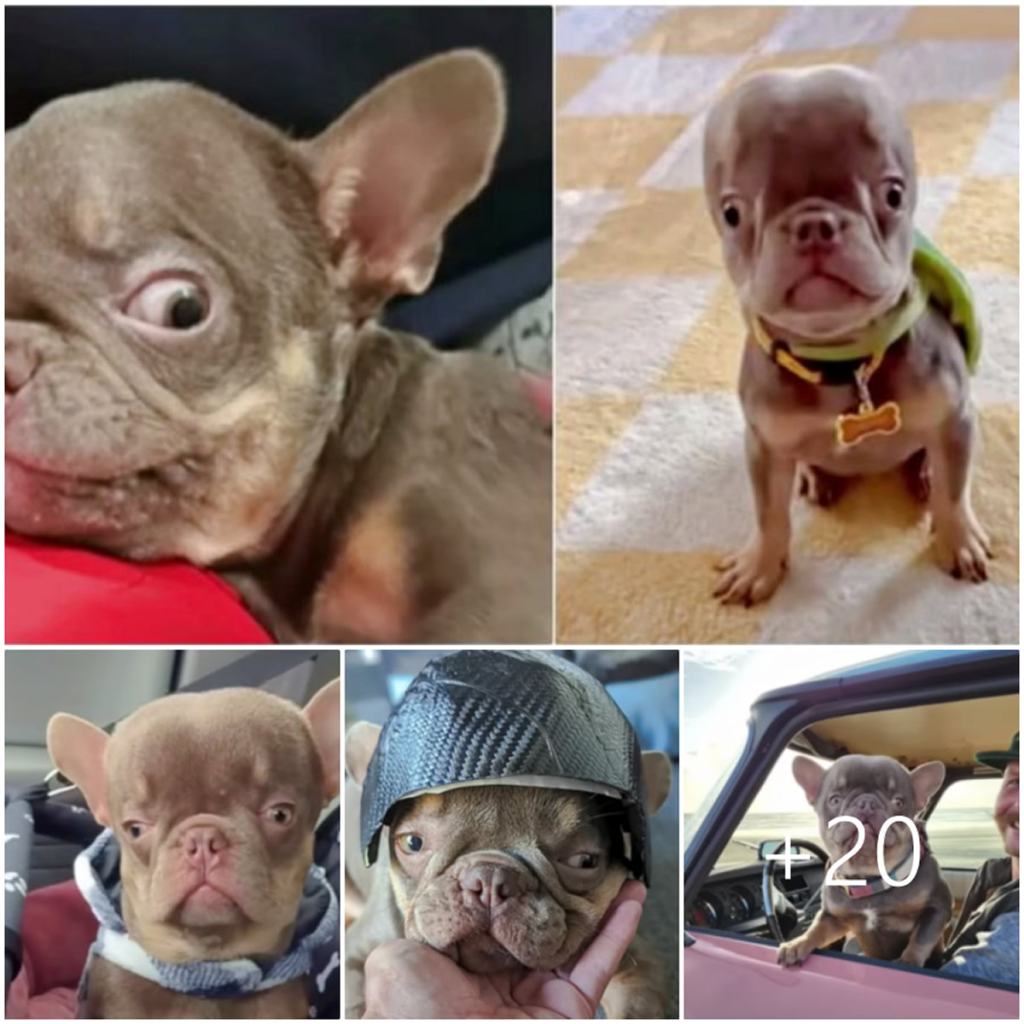 A man meets a "perfectly imperfect" dog and quickly realizes he’s found a loyal companion he could never live without-pvth