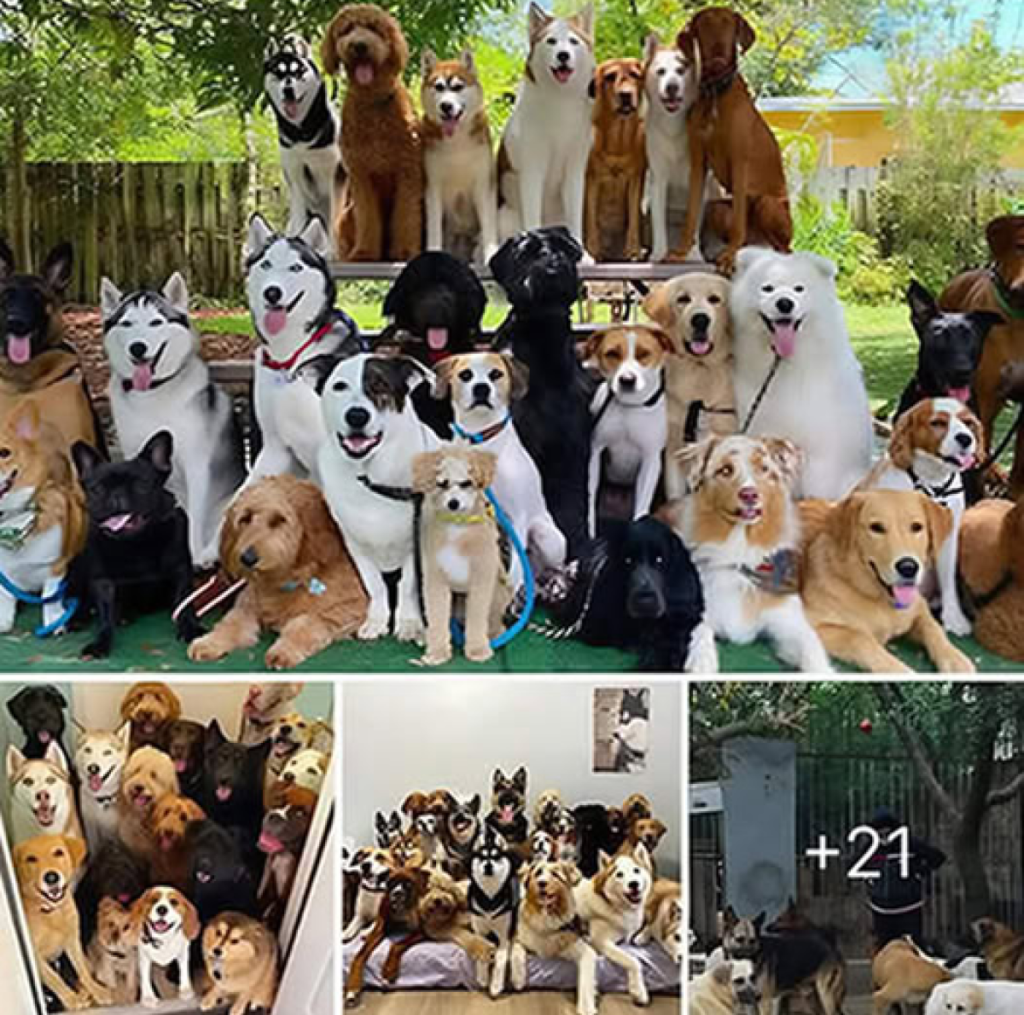 A man saves 350 stray dogs, offering them affection, care, and a secure place they can finally call home -ltbl