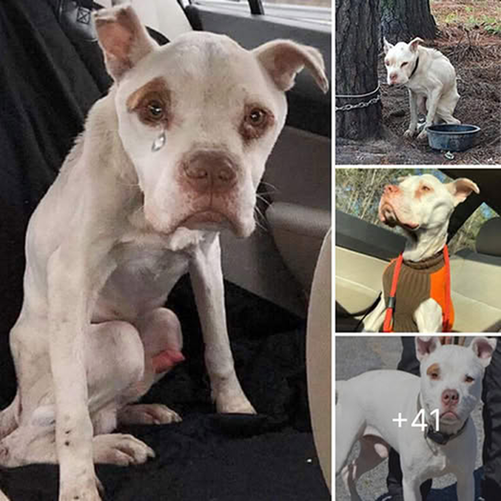 "A miracle finally happened… Chained to a tree for four years, the dog suffered endlessly until a miraculous rescue finally set it free."dvh