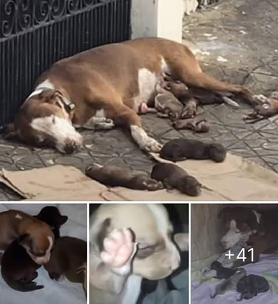 A mother's love is boundless. A brave stray mother dog gives birth on the cold pavement and protects her puppies with every ounce of energy until she faints from sheer exhaustion. -dtht