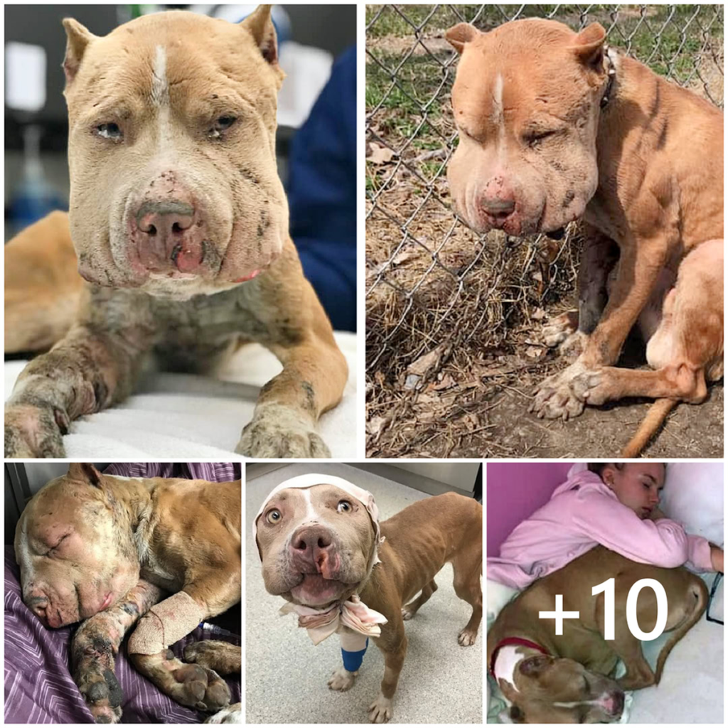 A neglected bait dog, riddled with infection, is heartlessly chained to a fence—left to suffer alone in silence-pvth