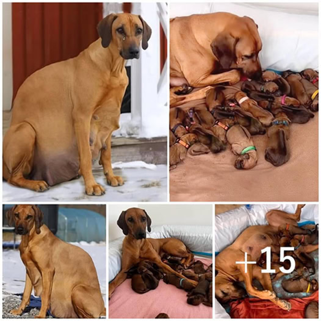 A neglected, heavily pregnant dog, abandoned in the freezing snow, gives birth to 15 precious puppies.dvh