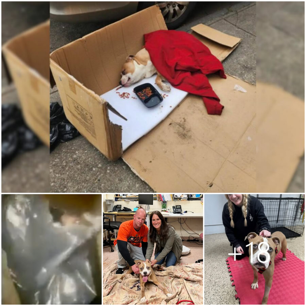 A paralyzed pit bull, discovered abandoned in a trash bag, finally finds the loving family he was always meant to have-pvth