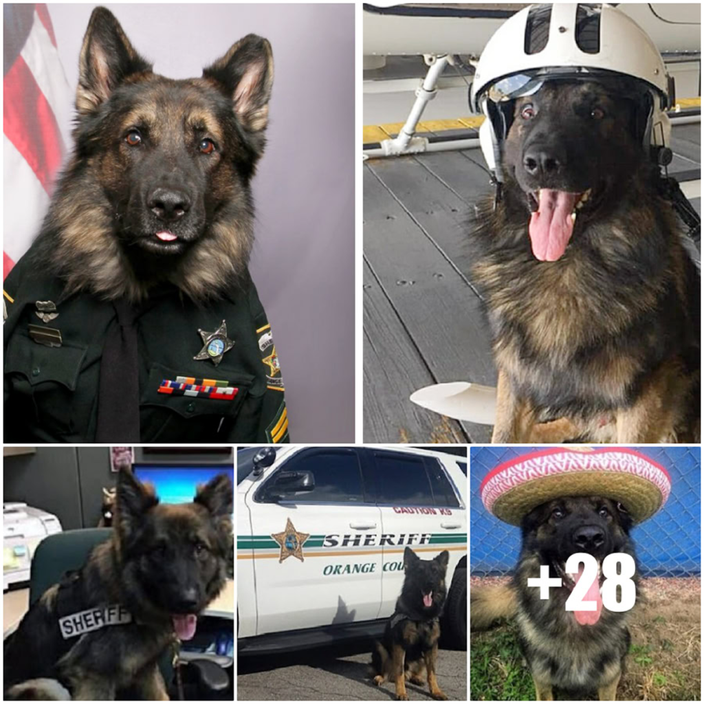 A police dog steals the spotlight by striking a dashing pose in his uniform and tie for his official ID badge photo—instantly becoming an Instagram star-pvth