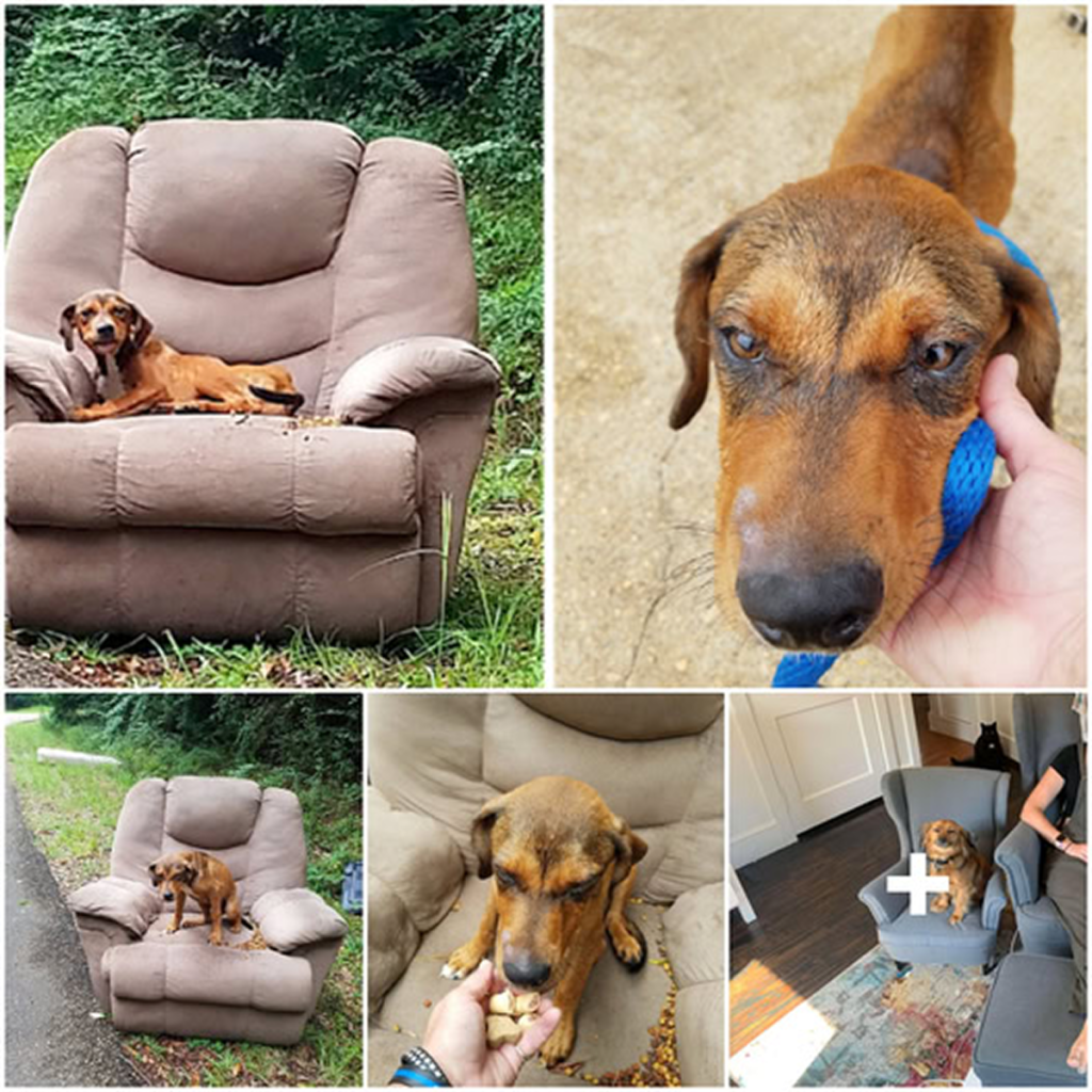 A puppy left behind with a chair and TV desperately holds onto hope, unwilling to leave the chair, convinced that his owner will come back. -dtht