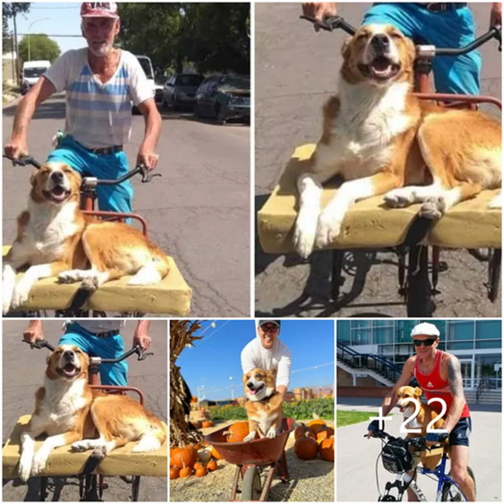 A senior man, aged 75, adopts a rescue dog, and their inseparable friendship brings happiness as they take peaceful rides together on an old bicycle. -