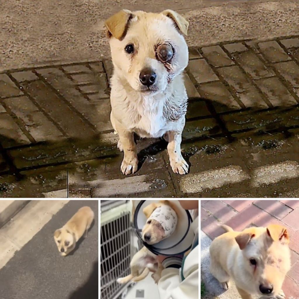 A seriously injured dog was following me, its eyes bulging, begging for help! How could I ignore it?dvh