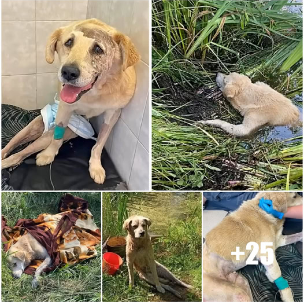 A severely injured and paralyzed dog, trapped in a river, wept with gratitude when kind souls finally came to his rescue -ltbl