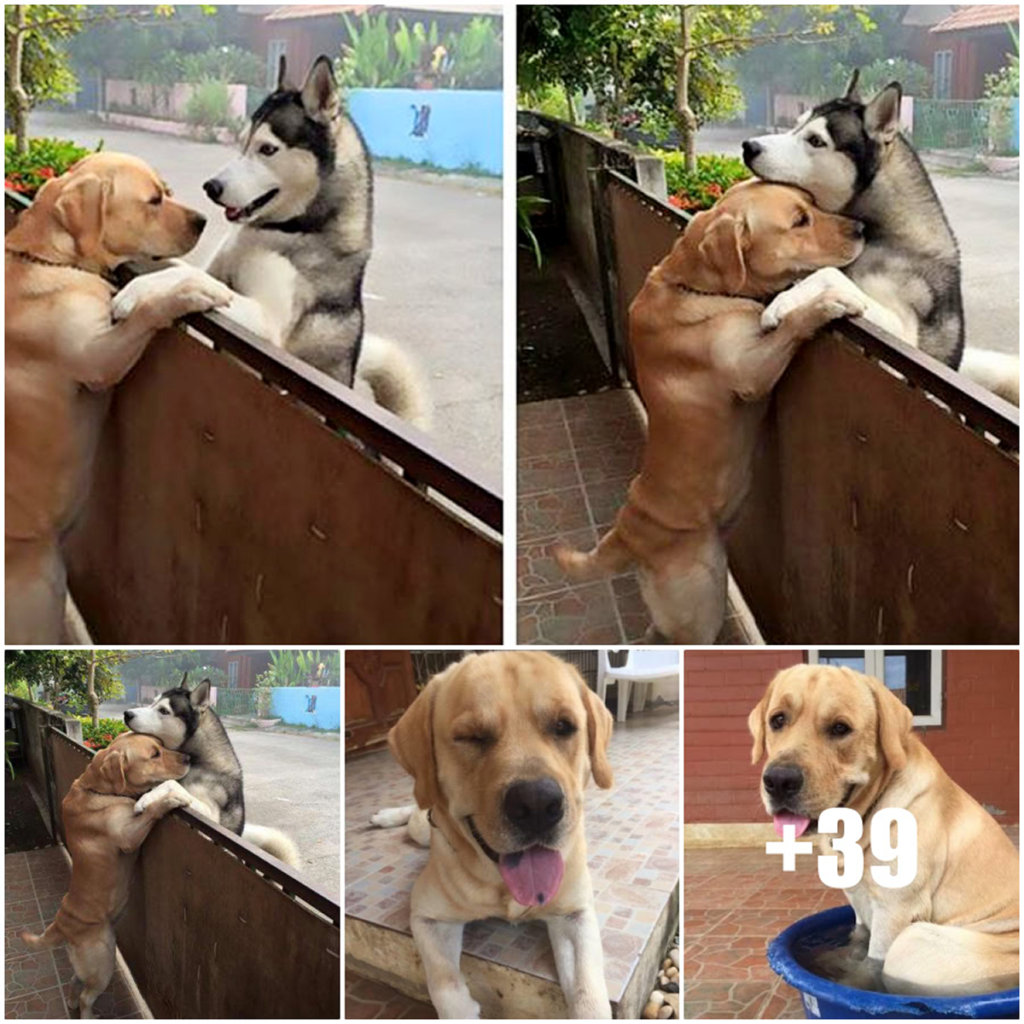 A solitary husky dashes through an open gate, driven by love as he searches for his dearest companion—a powerful reflection of their unbreakable bond-pvth