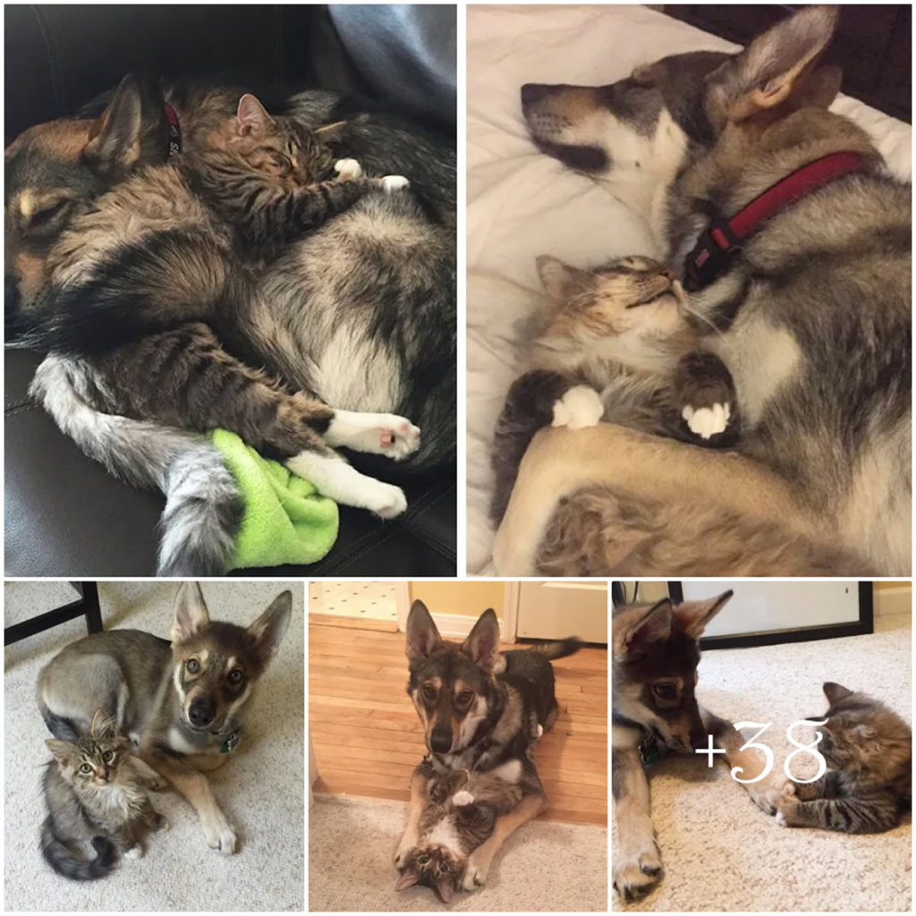 A solitary husky visits the shelter and gently picks a tiny kitten — sparking a surprising yet beautiful friendship that grows stronger with each passing day-pvth