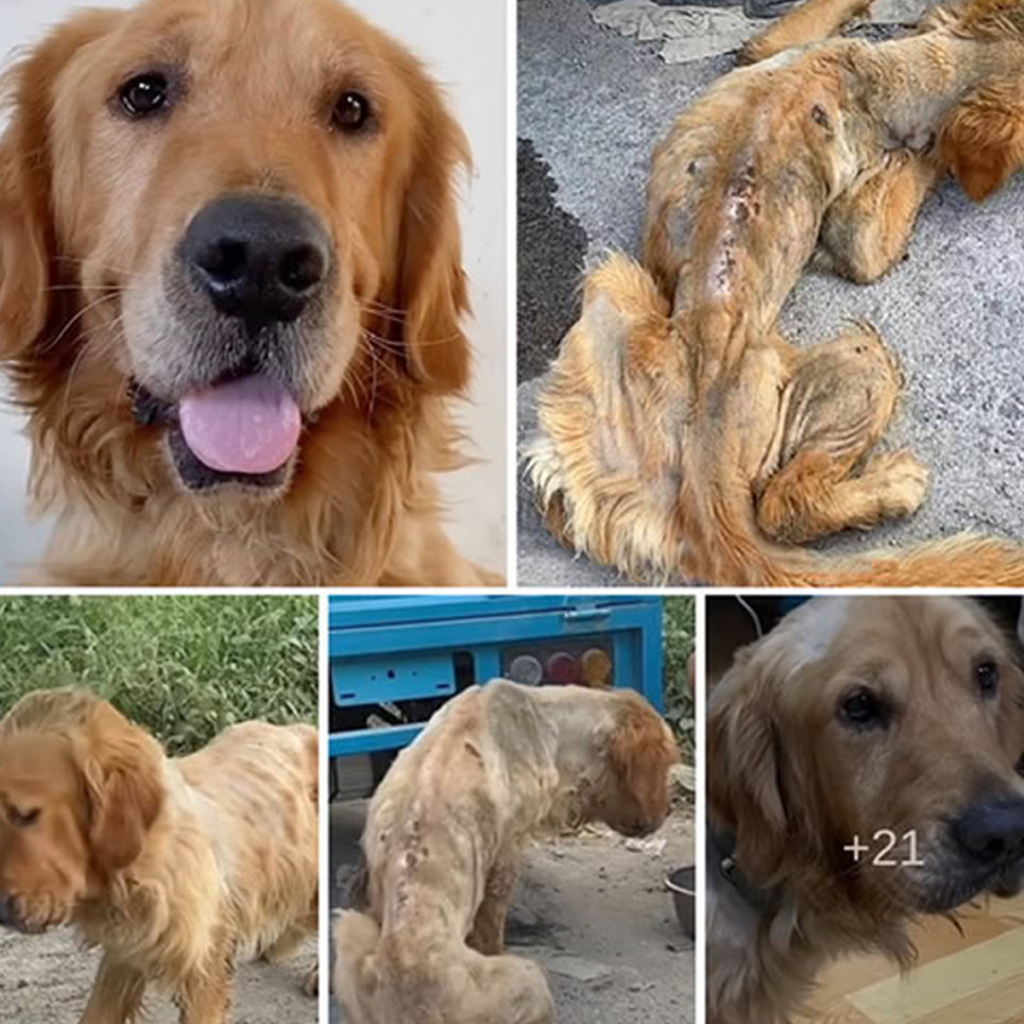 A stray Golden Retriever, once at death’s door, undergoes a stunning recovery after being rescued just in time-pvth