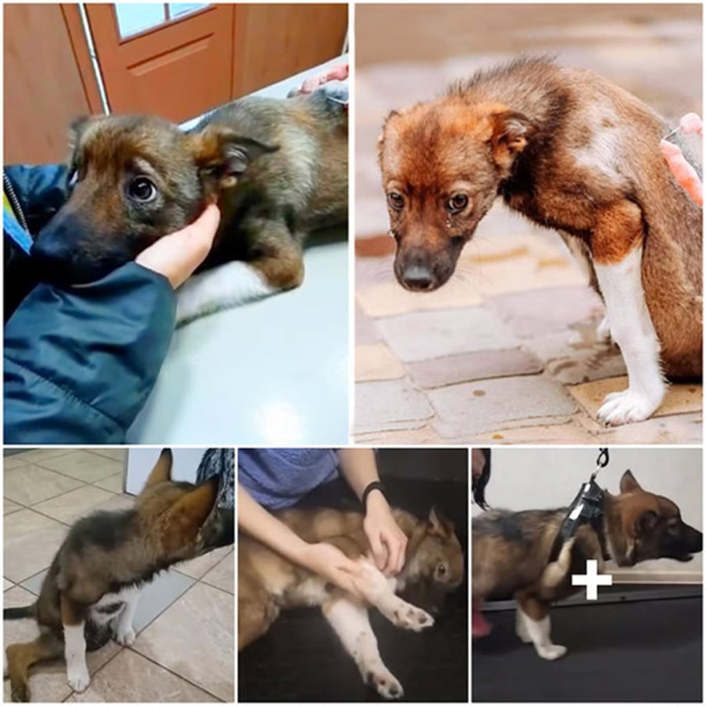 A touching rescue unfolds as a dog, rescued after enduring days of pain and hardship on the streets, brings joyful tears to those who saved it. -dtht