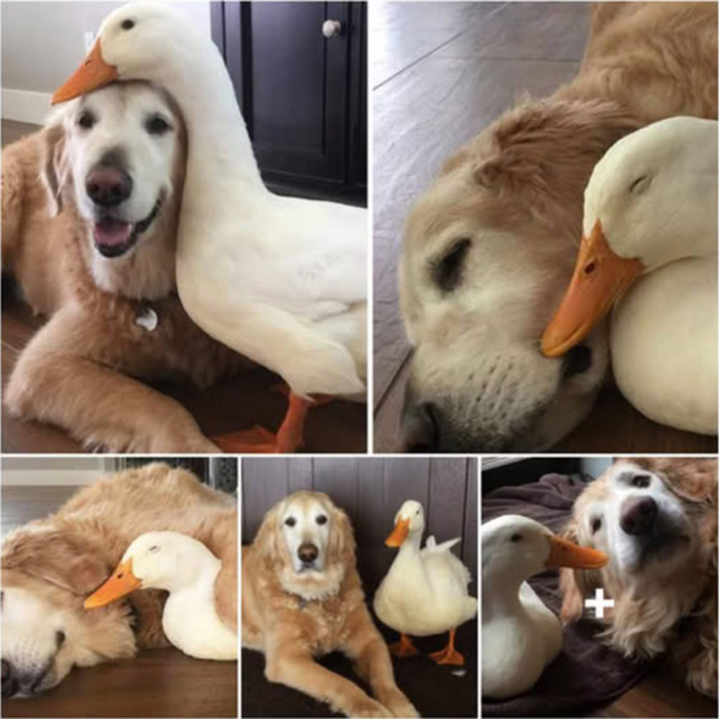 A touching tale emerges as a Golden Retriever and a duck develop an inseparable bond, perfectly reflecting the essence of genuine friendship and moving hearts worldwide. -