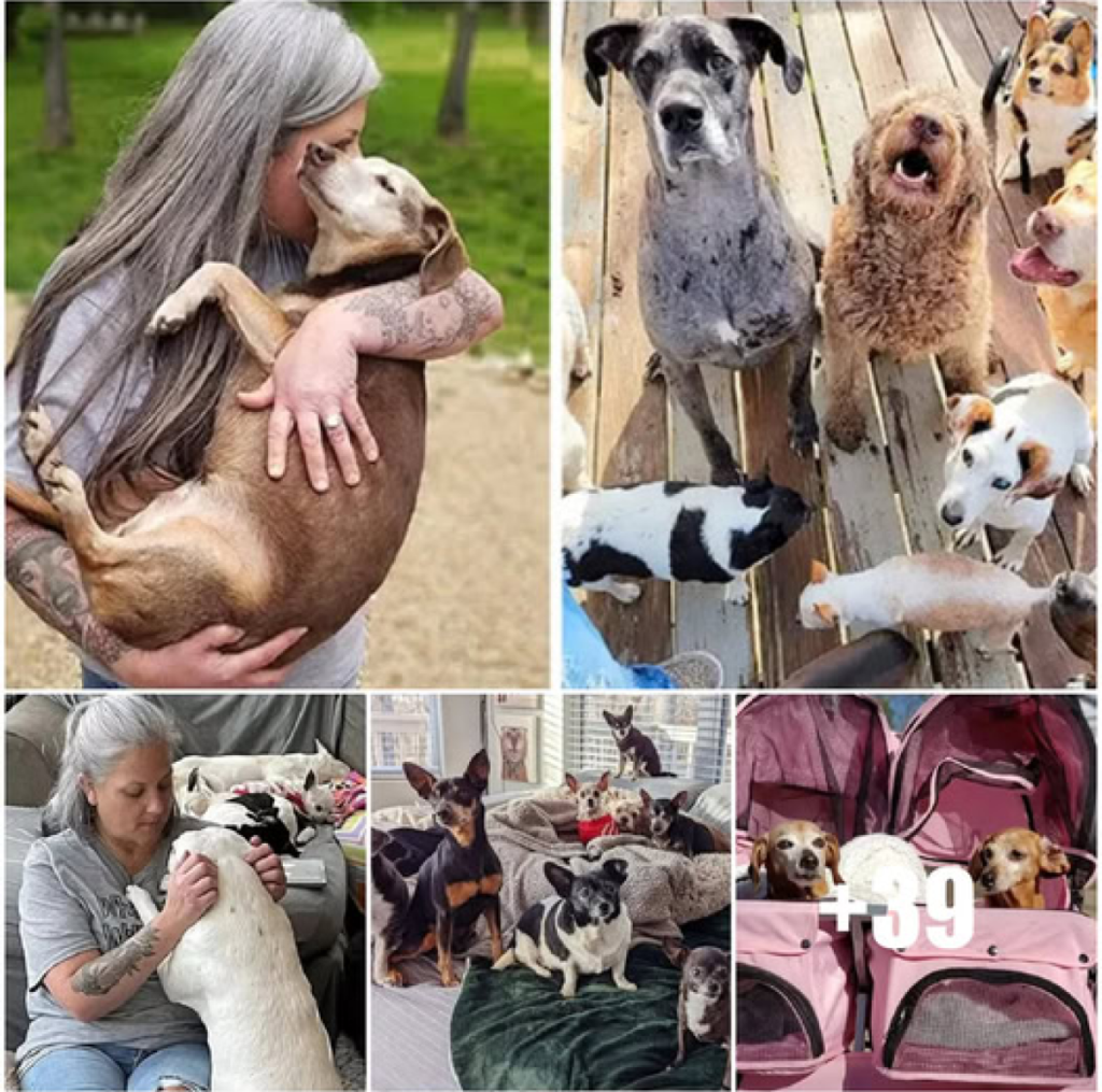 A woman transforms her home into a sanctuary, offering love and hospice care to 80 elderly dogs all at once—true compassion in action -ltbl
