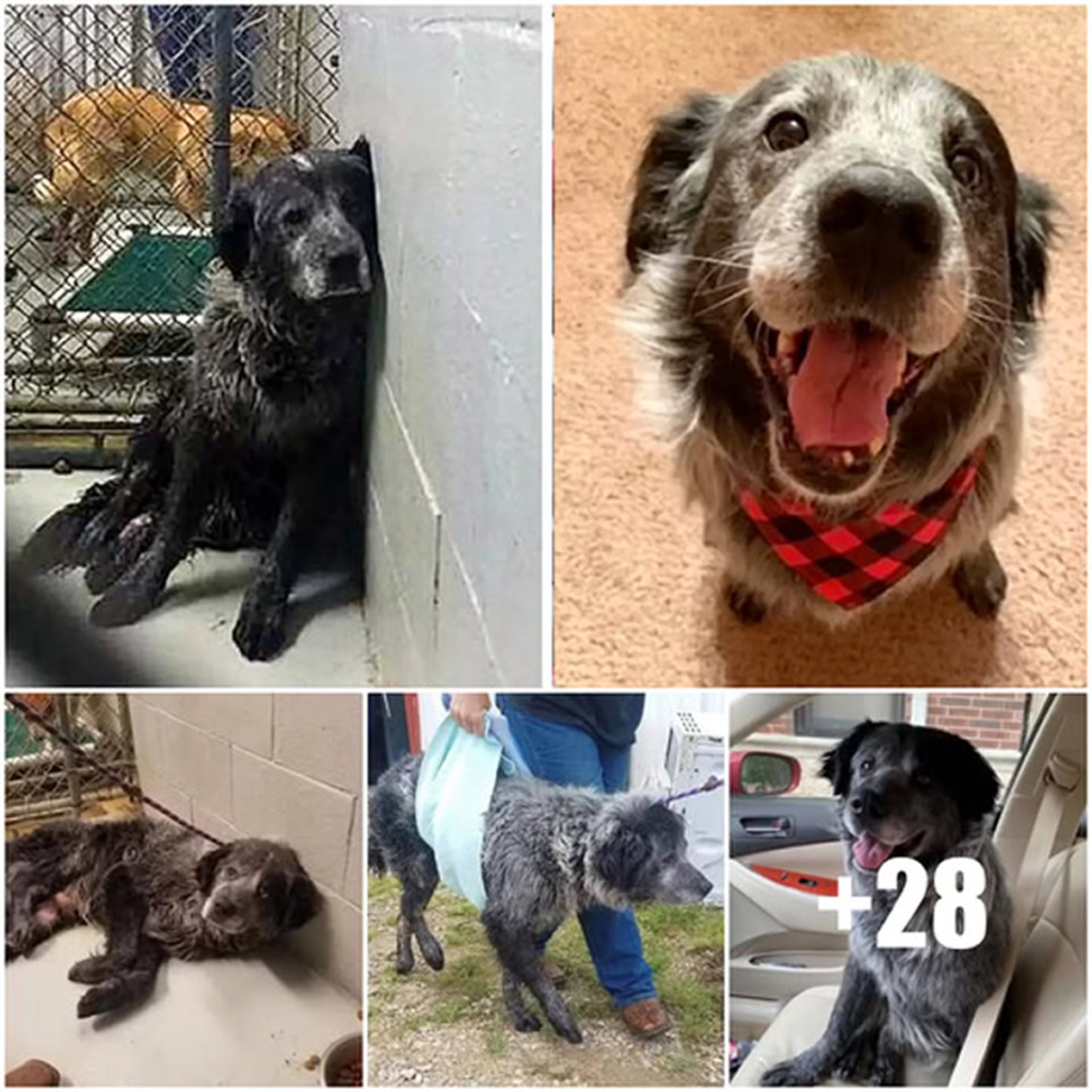 Abandoned and trembling, the dog finally finds peace and comfort in the loving arms of a new family, where fear is replaced with warmth and trust-pvth