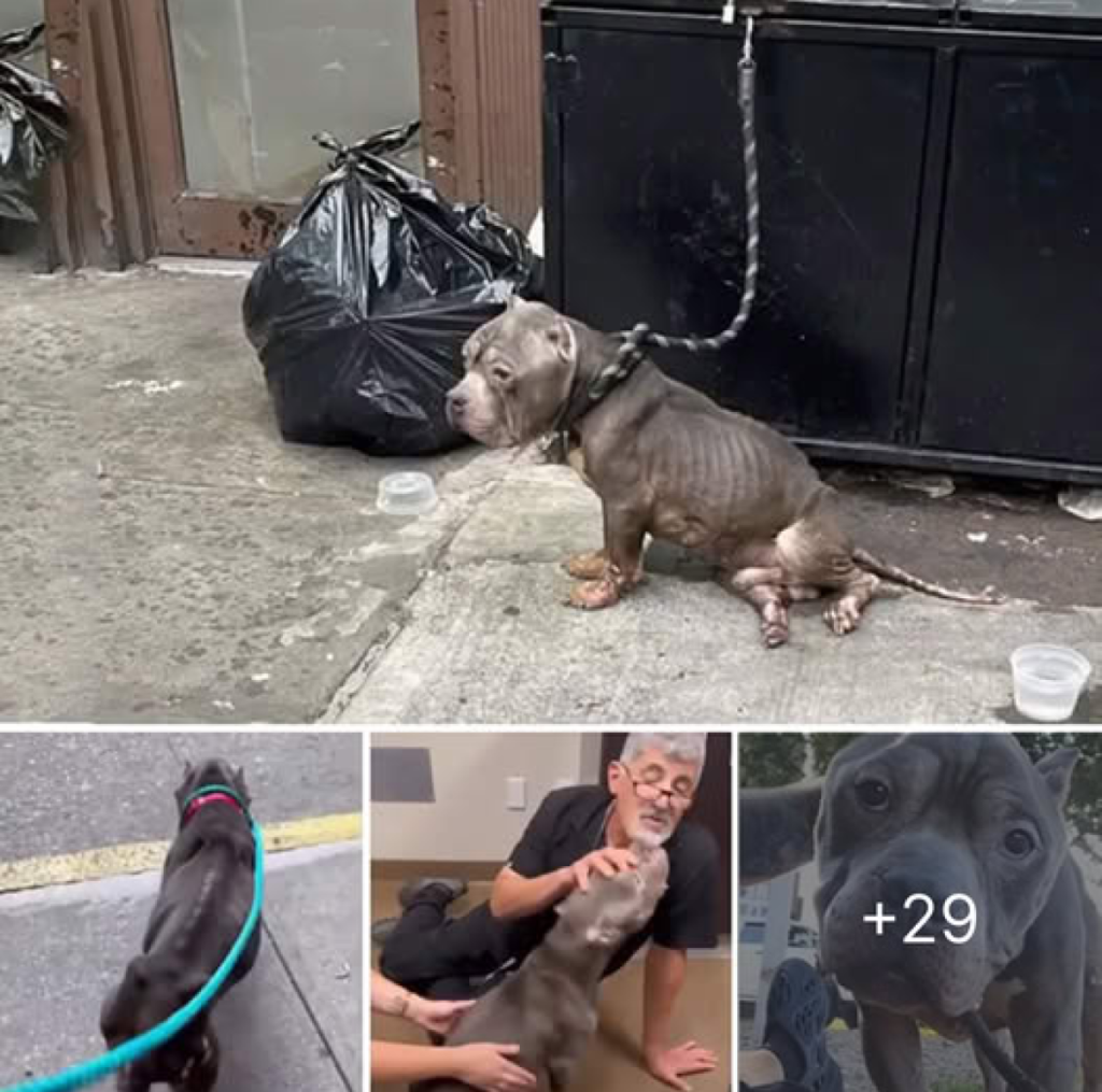 Absolutely heartbreaking! After enduring months of abuse and starvation, he was tied to a dumpster—yet he wept tears of gratitude when he was finally fed and rescued -ltbl