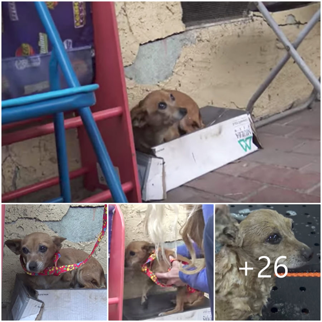 After five long months alone on the streets, the dog was finally rescued by an animal organization—where they uncovered the deep, heartbreaking sorrow hidden behind her gentle eyes-pvth