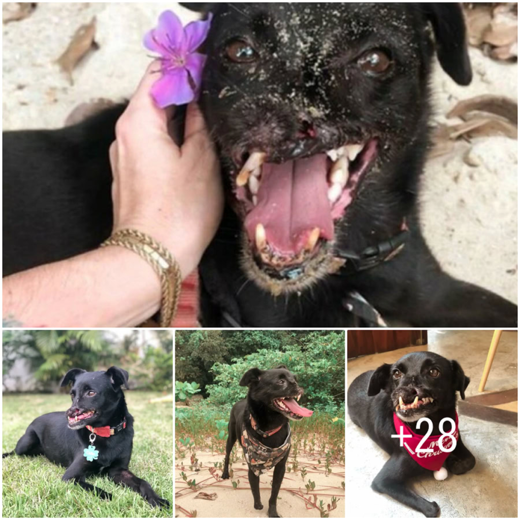 After losing part of his snout and spending three long years in a sanctuary, this brave dog finally discovers the warmth of a loving home-pvth