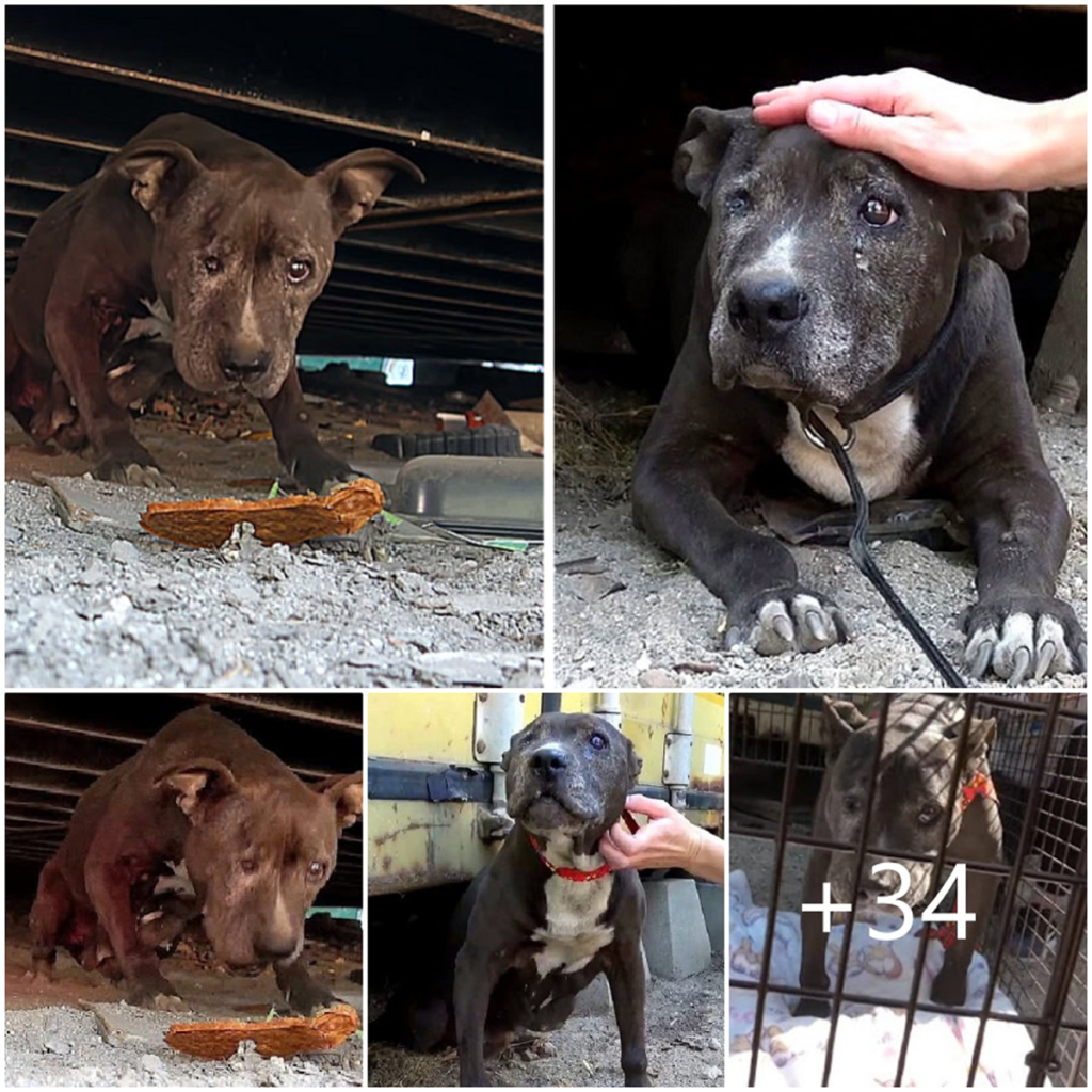 After nearly a decade of neglect and decline, a forgotten dog finally glimpses hope in her final days—a tender spark of light breaking through the shadows of her past-pvth