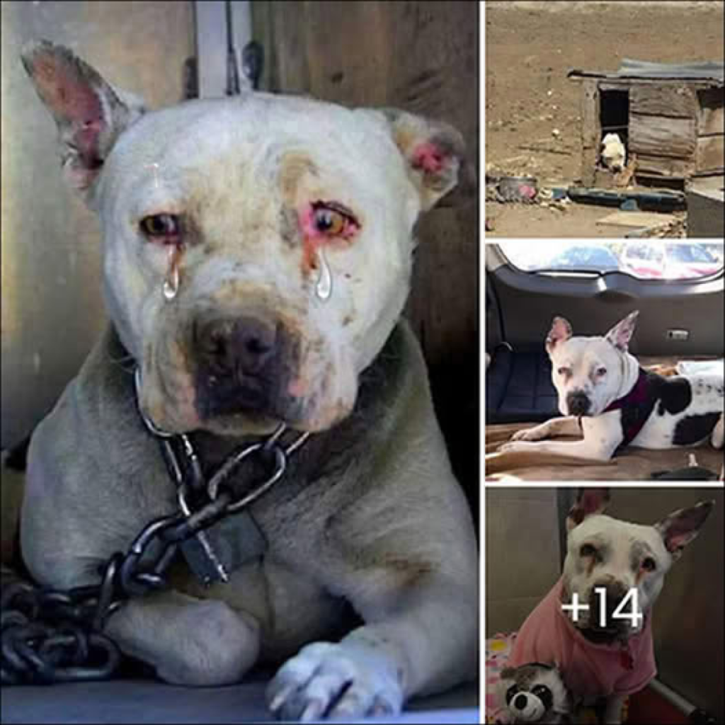 After spending its whole life chained on an abandoned farm, the dog will finally have the chance to experience the joy of being a puppy -ltbl