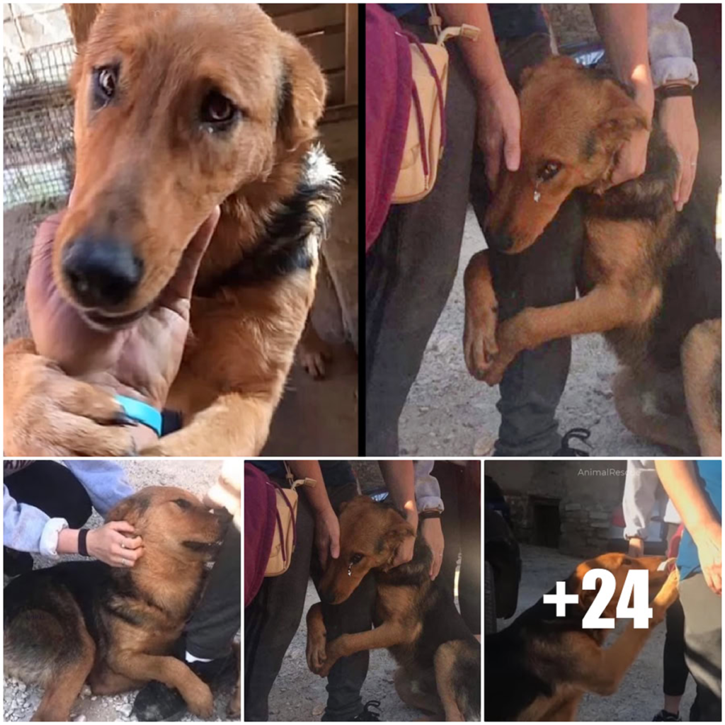 An abandoned dog breaks down in tears, clinging tightly to his rescuer with pleading eyes—silently begging for a second chance and a place to call home (Video)-pvth