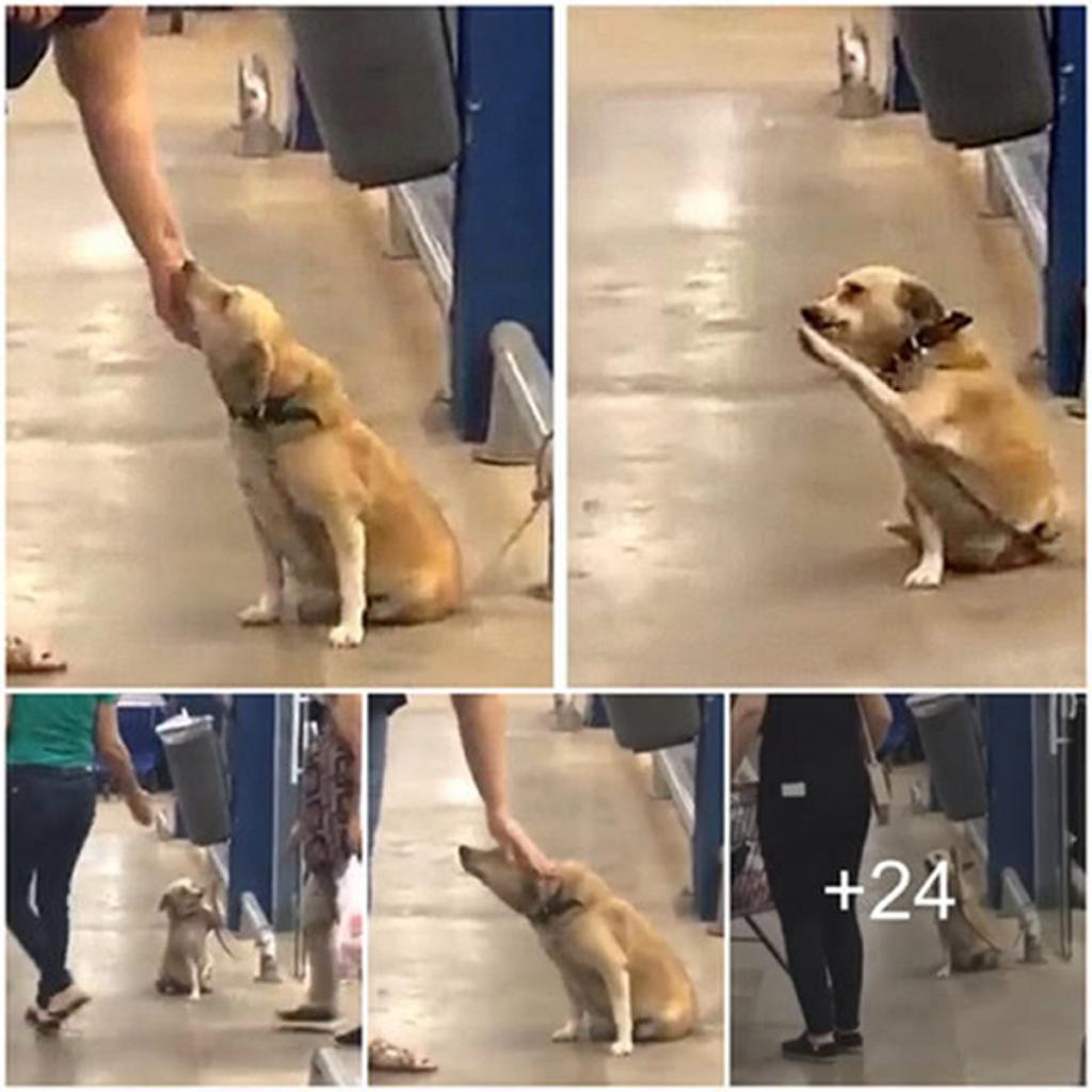 An abandoned dog found a new home thanks to a touching act in front of a supermarket .dvh