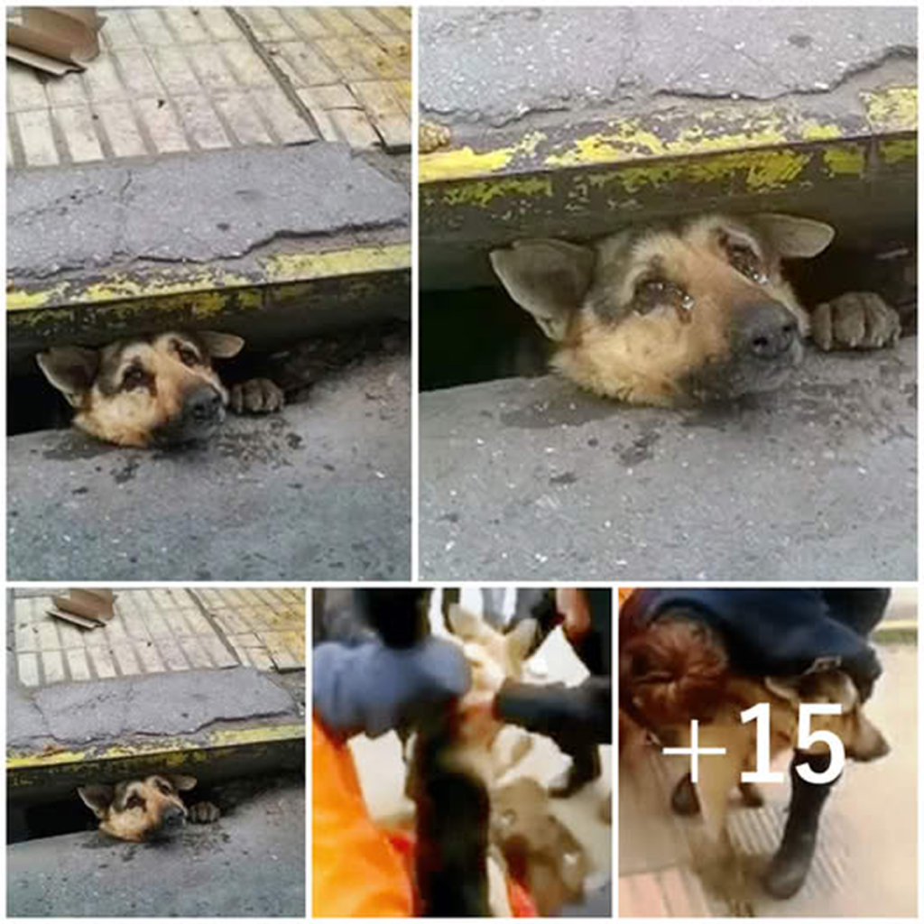 An altruistic stranger gives up everything to save a dog stuck in a sewer during a torrential rain, earning admiration from all who see this selfless deed.dvh