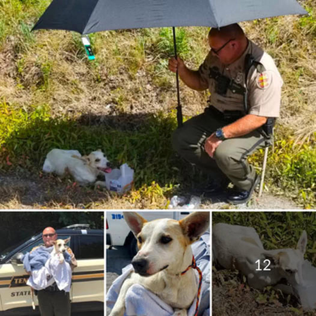 An officer discovered an abandoned dog by the roadside and, deeply moved by its plight, provided it with water, shelter, and, ultimately, a loving new home.dvh