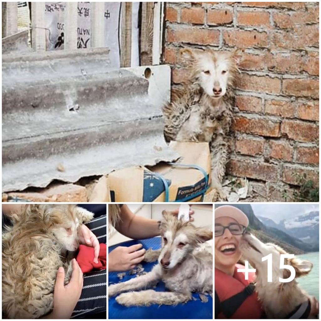 As joyful pups romped around, the neglected Husky remained motionless in the corner, paralyzed by fear and loneliness-pvth