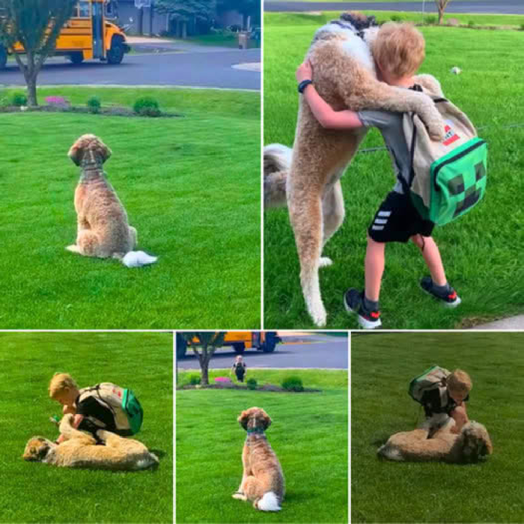 As the bus pulls up, the enthusiastic dog eagerly waits, ready to greet everyone with joyful hugs and a wagging tail -ltbl