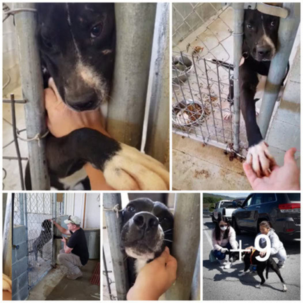 At the rescue center, a loving dog reaches out to touch the hand of anyone who walks by, longing for connection and companionship. ‎dvh