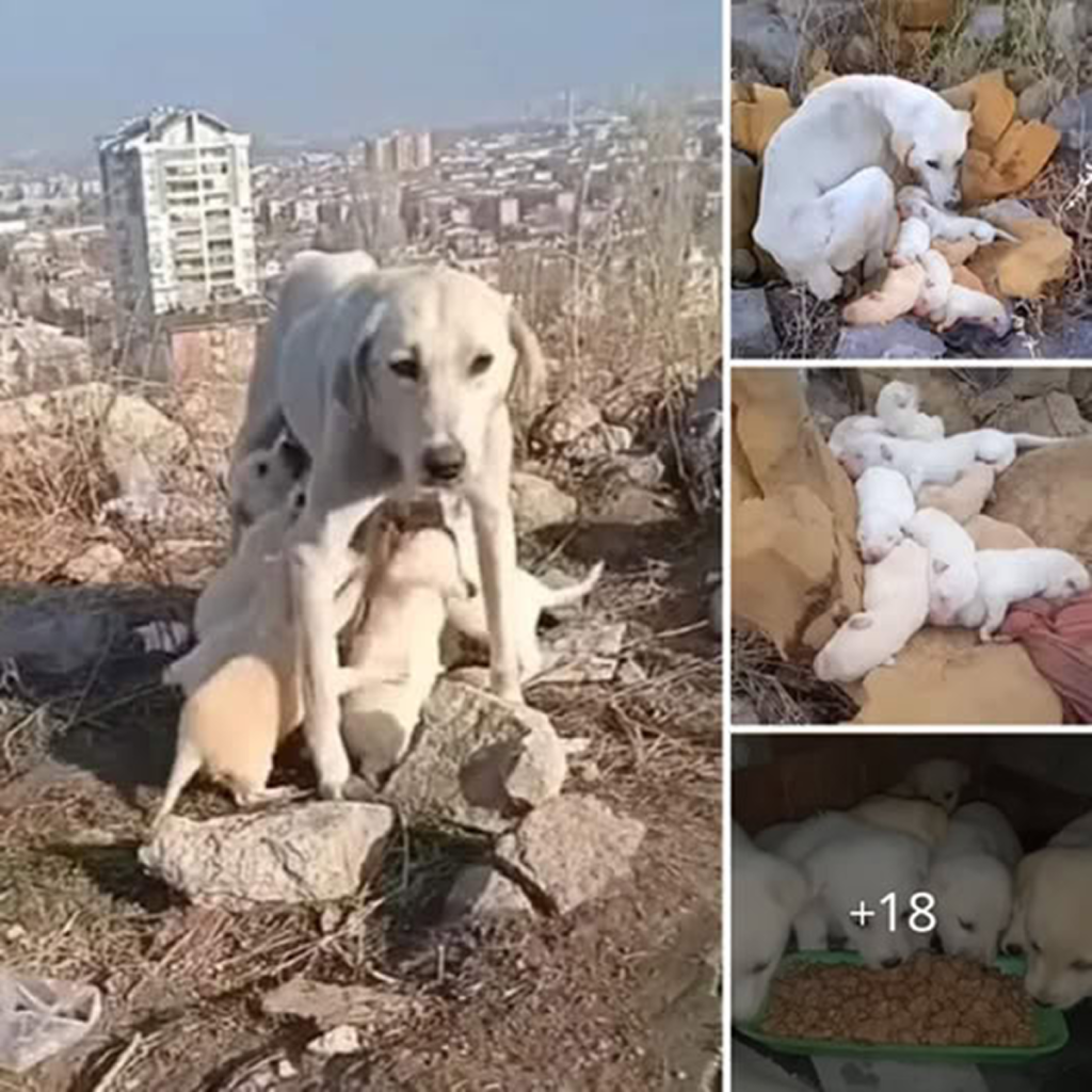 Because the mother dog can do it all! A skinny mother dog sacrificed her own nutrition for weeks to nourish her puppies with her milk.dvh