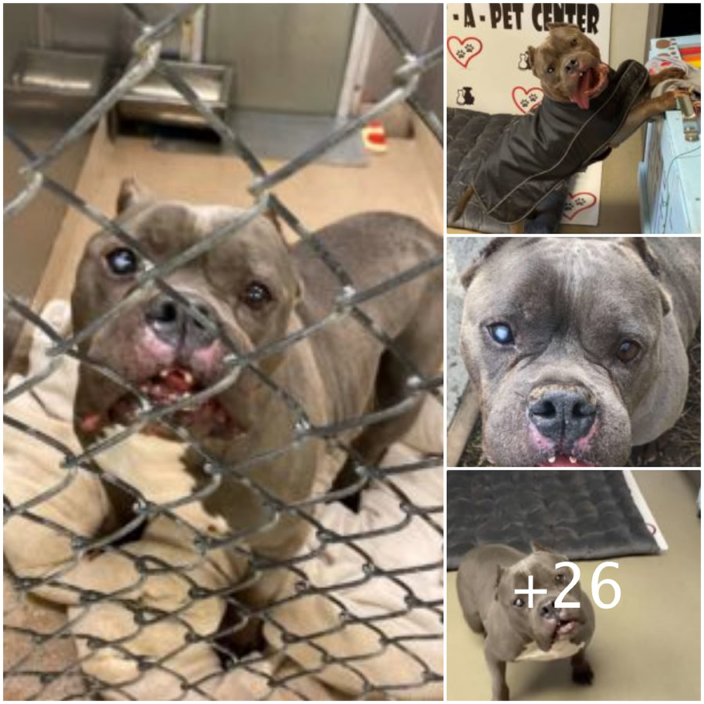 Despite his unique appearance, this dog has waited over a year for a forever home—still hopeful that someone will see the beauty beyond the surface-pvth