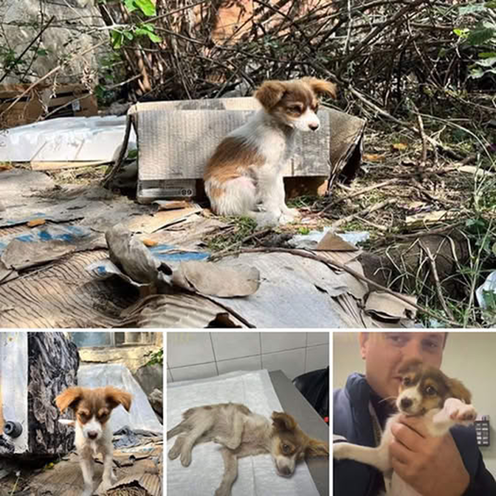 Devastating! As she watched her siblings find loving homes one by one, she was left alone in the hospital, clinging to the hope of being adopted.dvh