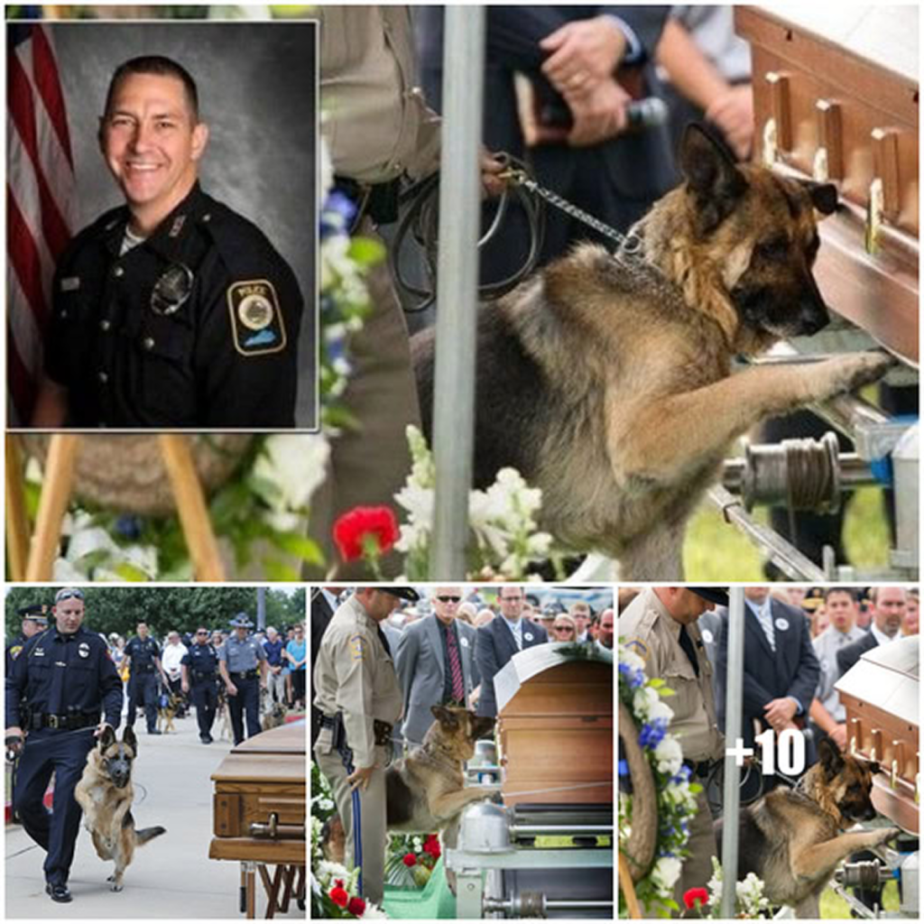 Dog Stays by Owner’s Casket to the End.dvh