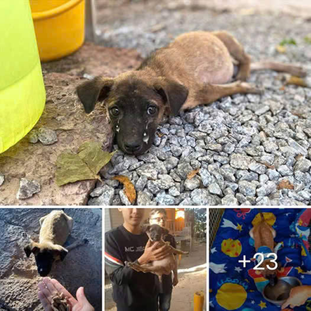 Driven by his endless love for animals, this man has turned his home into a sanctuary for abandoned dogs . -dtht