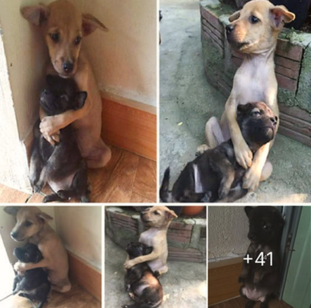 Ever since their rescue, these two stray puppies have clung to each other in constant hugs -ltbl