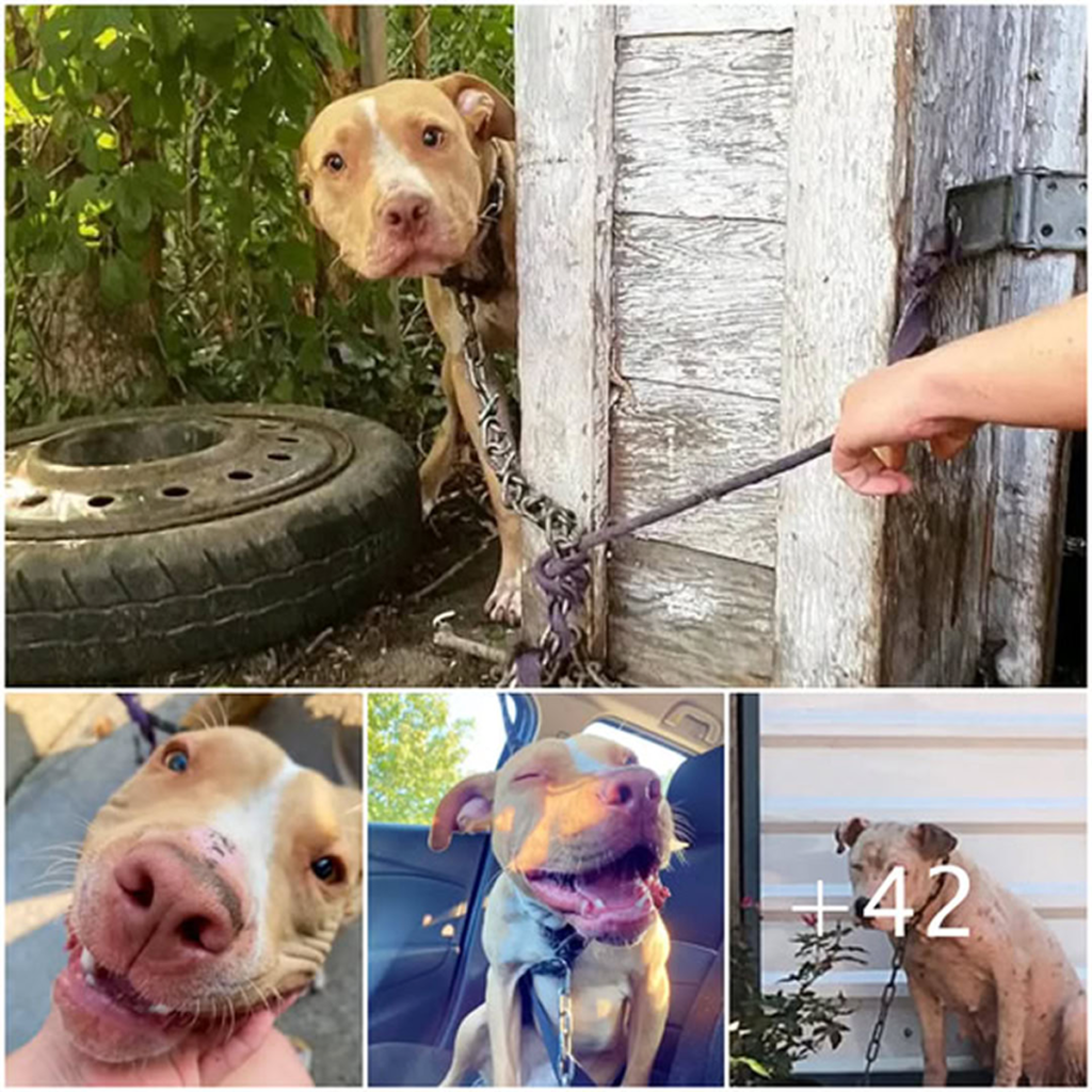 Forgotten and forsaken, the dog’s spirit ignited with pure joy the moment he was freed from his chains and embraced by kindness-pvth