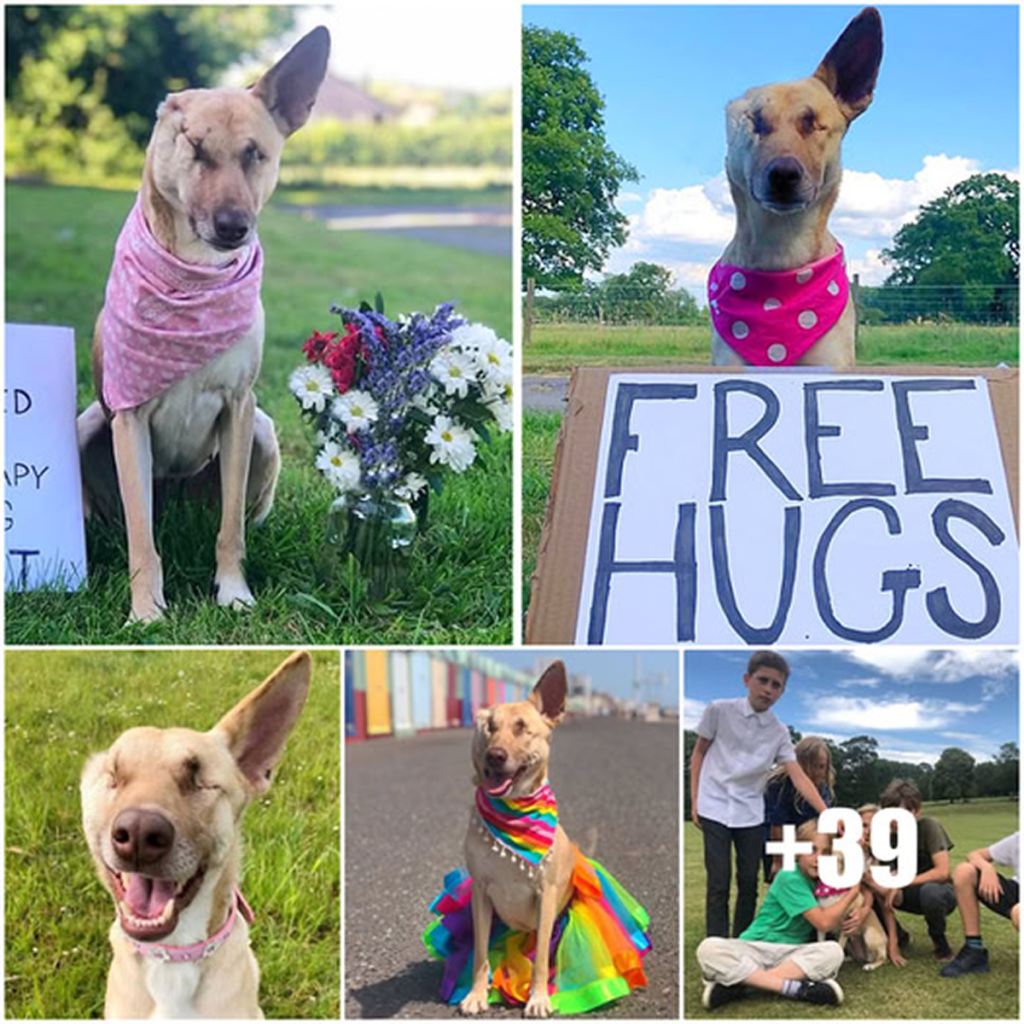 From abandoned to adored, Bella’s story touches every soul she meets—proof that resilience and kindness can change the world, one paw at a time. –dtht