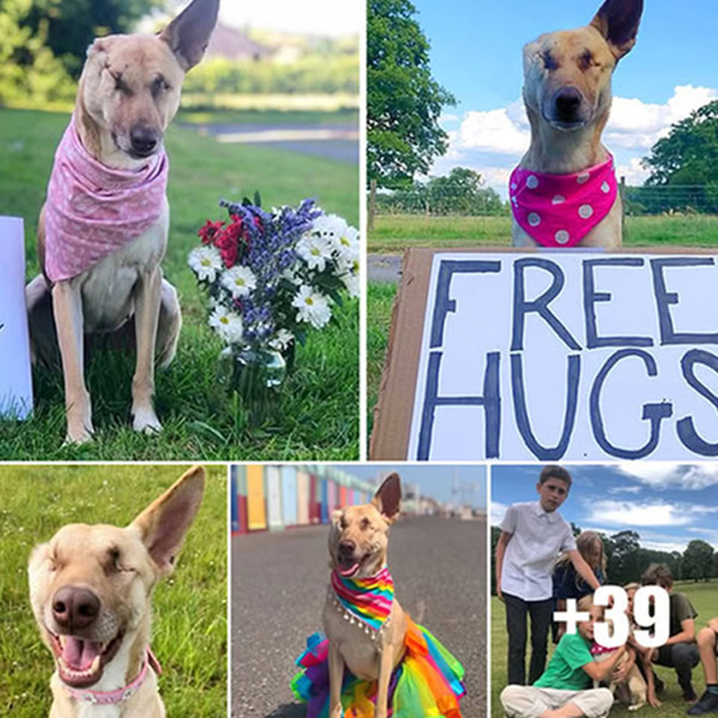 From forsaken to cherished, Bella’s inspiring journey touches millions, proving that compassion and perseverance can transform lives, one step at a time-pvth