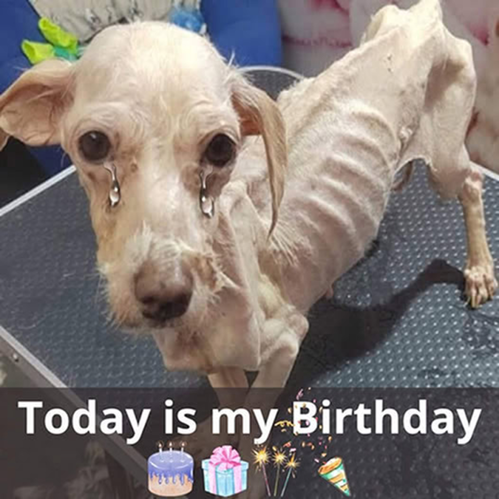Happy 5th birthday to me! I recently received help from the shelter and am hopeful to find a loving family to call my own soon. I’m looking forward to brighter days ahead. -dtht